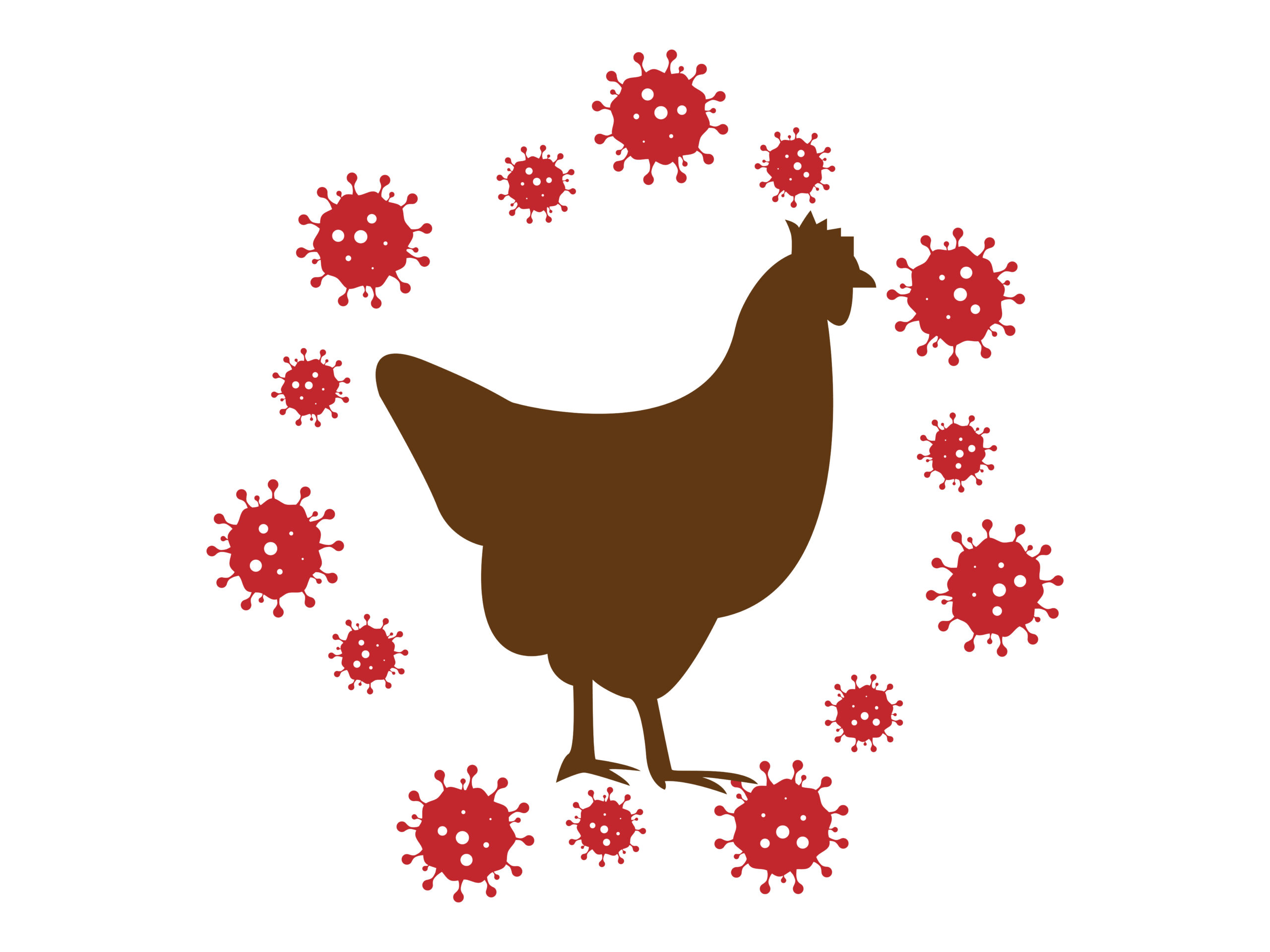 Actualment esteu veient L’epidèmia actual de grip actual d’alta patogenicitat és la més gran registrada a Europa