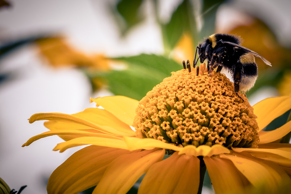 Lee más sobre el artículo EFSA publica la revisión de la guía para evaluar los riesgos para las abejas de los productos fitosanitarios