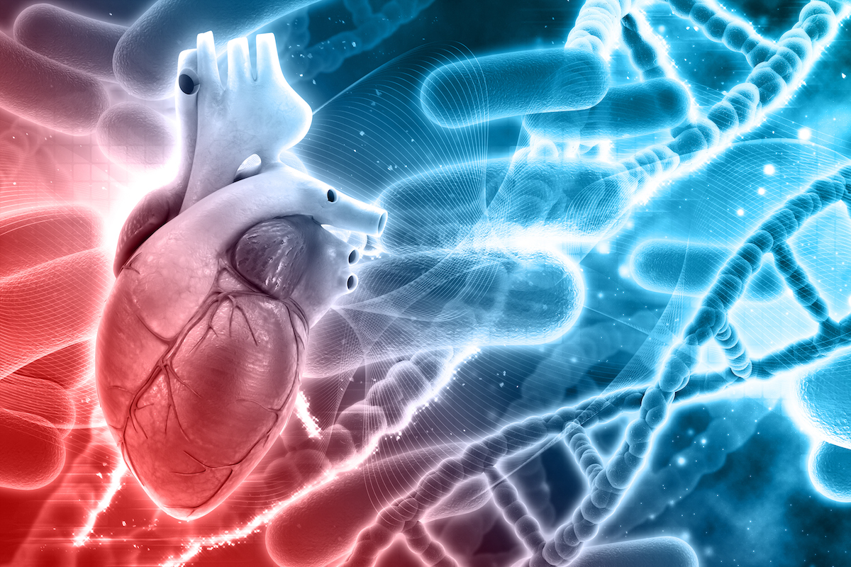 Read more about the article La relació entre les trombosis i els infarts de miocardi